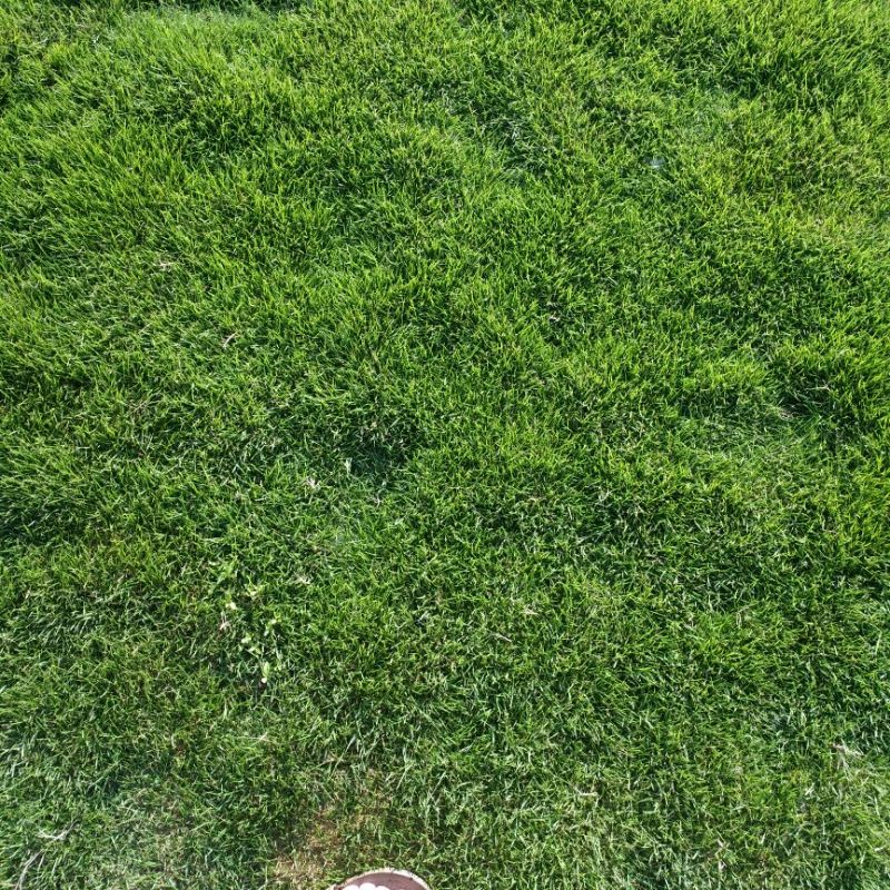 基地大量十成兰引三号草皮