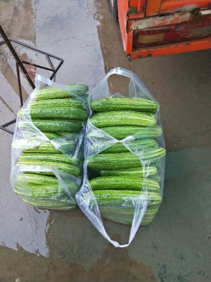 燕白黄瓜开售干花带刺潼南基地直供