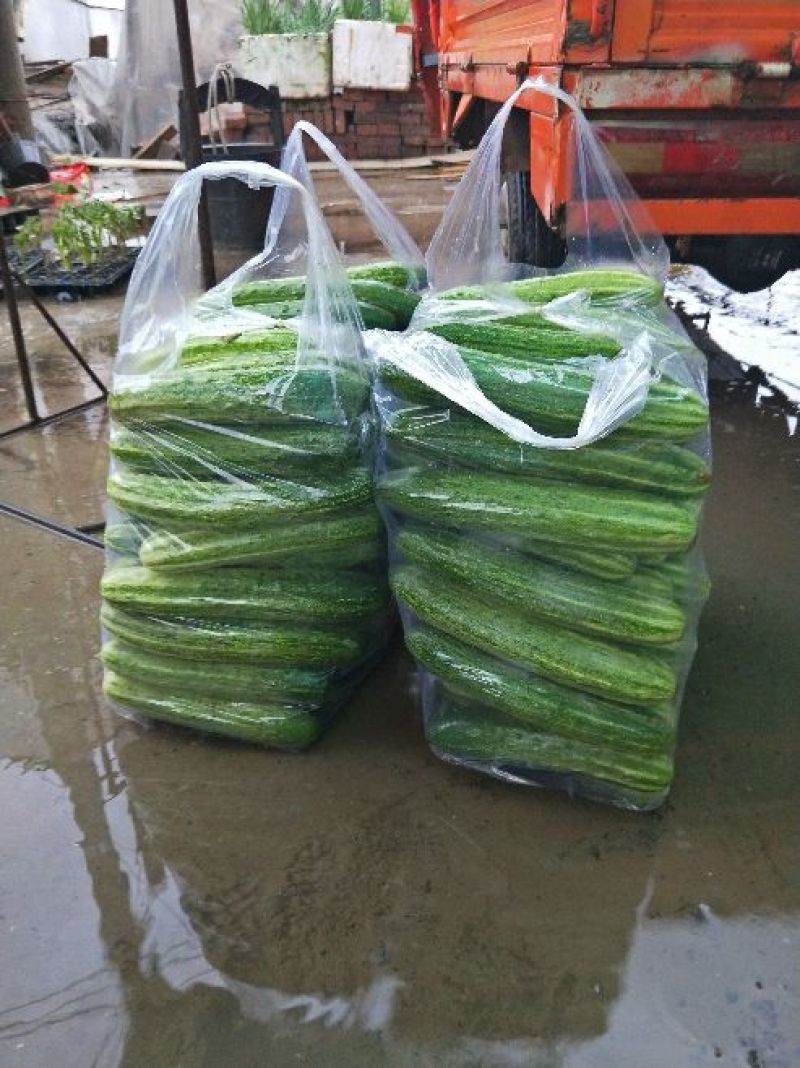 燕白黄瓜开售干花带刺潼南基地直供