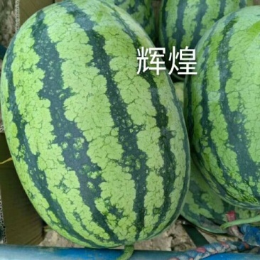 辉煌西瓜种子50克/桶基地专用品种全国包邮