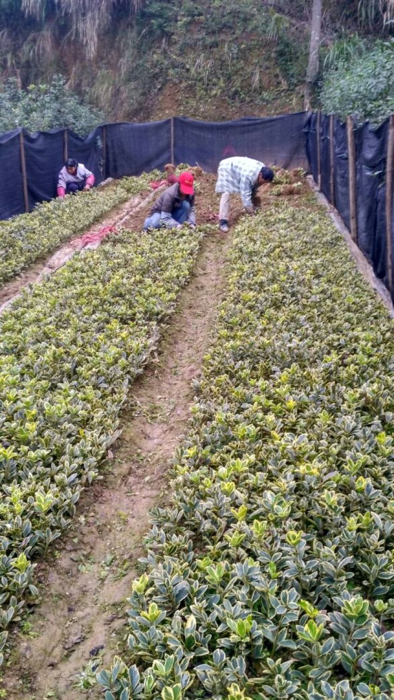 黄杨苗金边黄杨苗金边冬青苗自产自销批发价