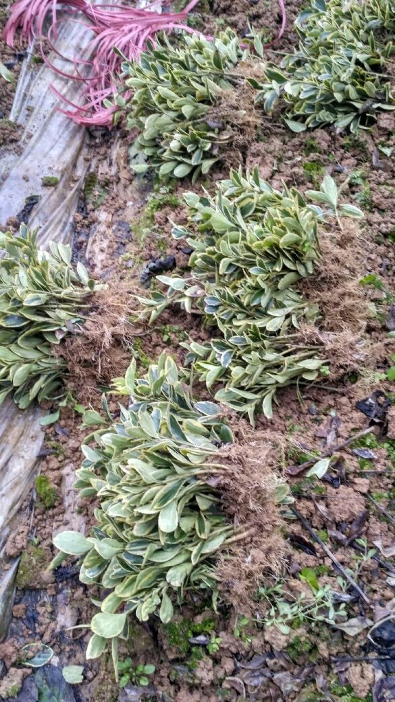 黄杨苗金边黄杨苗金边冬青苗自产自销批发价