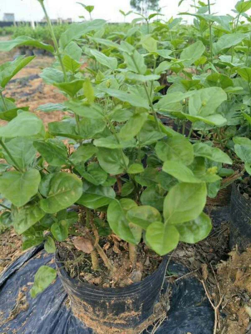 茉莉花盆栽带花苞发货双色盆