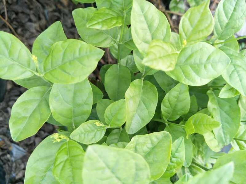 茉莉花盆栽带花苞发货双色盆