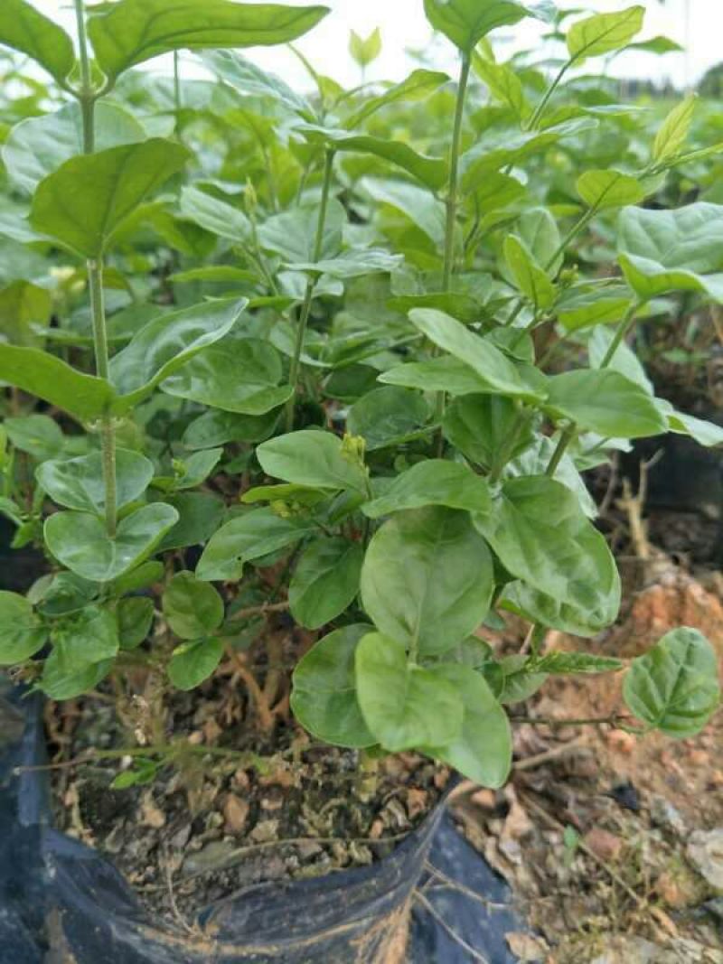 茉莉花盆栽带花苞发货双色盆