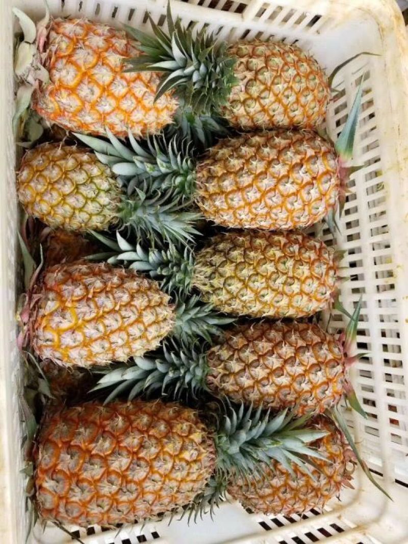 凤梨2~2.5斤