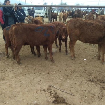 甘肃正宗牛犊300~400kg品种齐全包成活基地直供