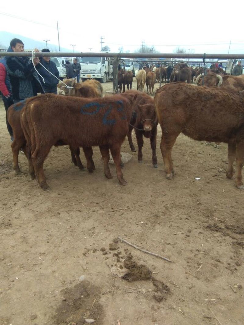 甘肃正宗牛犊300~400kg品种齐全包成活基地直供