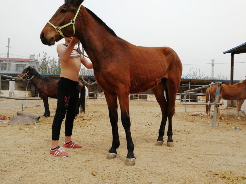 肉马600kg以上