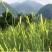 黄花菜袋装一级