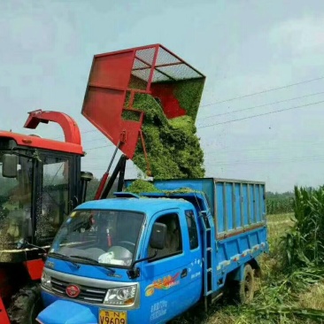 青储机农发大型秸秆青储机自走式秸秆青储机