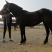 肉马600kg以上