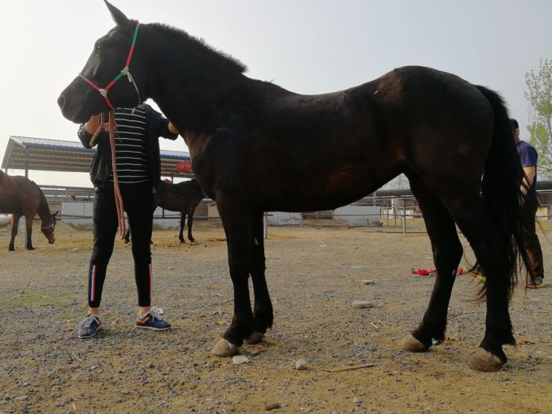 肉马600kg以上