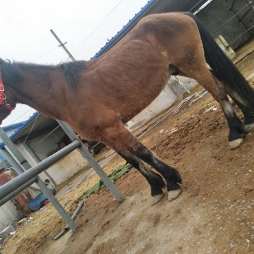 肉马600kg以上