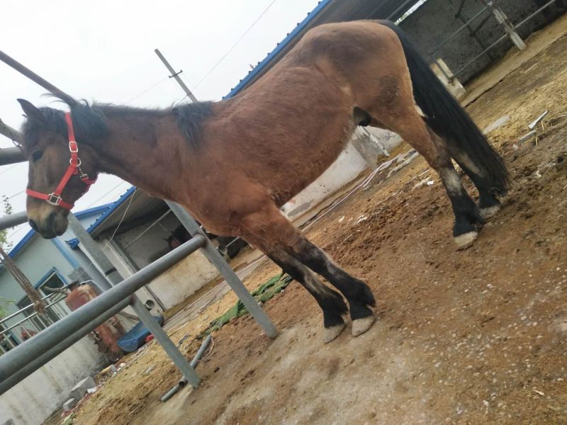 肉马600kg以上