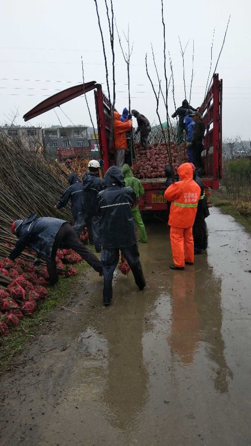 江西精品黄山栾树基地5一20批发，现货长期有效。