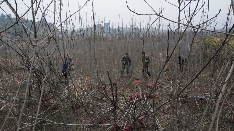 江西精品黄山栾树基地5一20批发，现货长期有效。