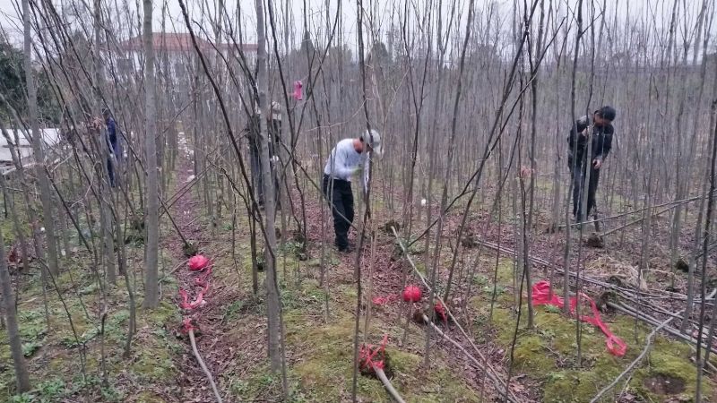 江西精品黄山栾树基地5一20批发，现货长期有效。