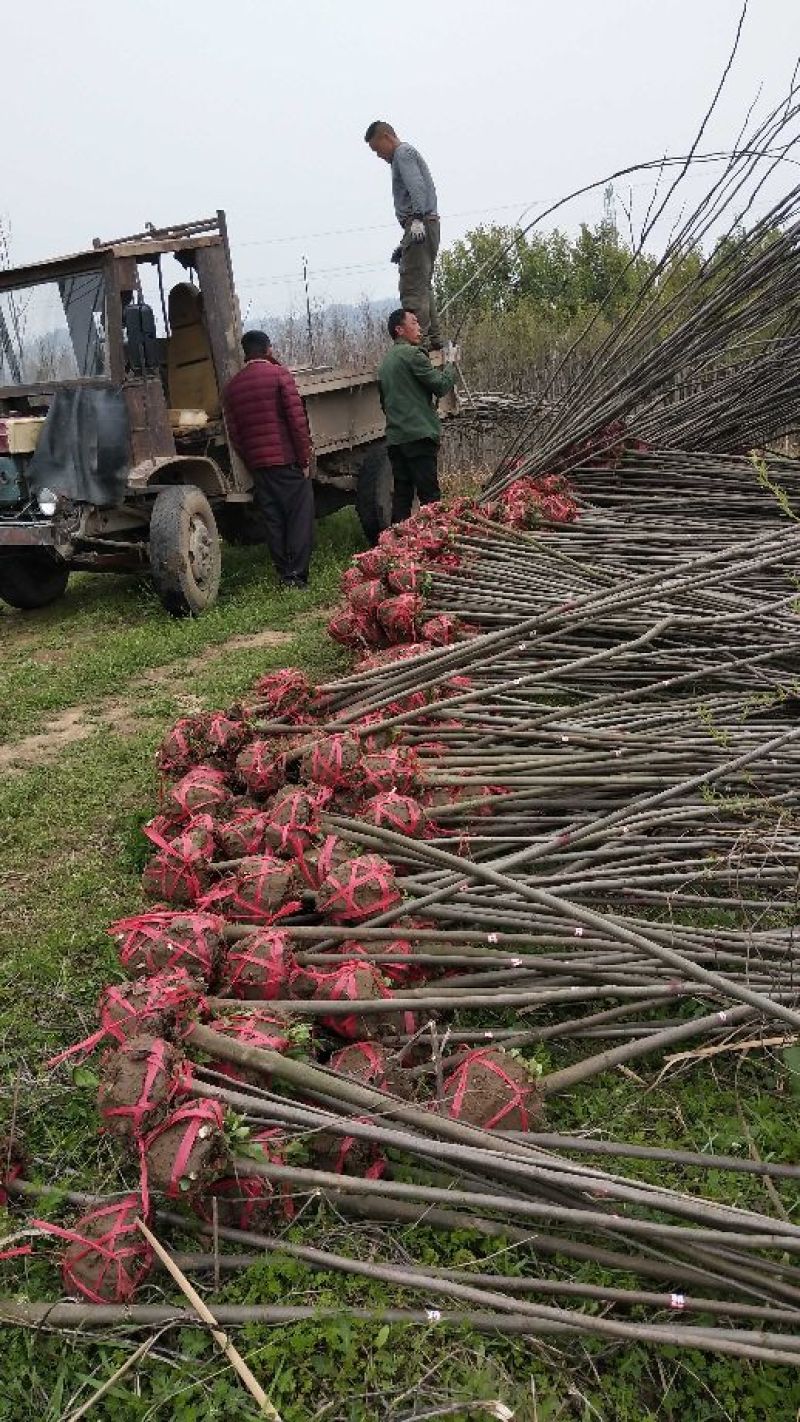 江西精品黄山栾树基地5一20批发，现货长期有效。