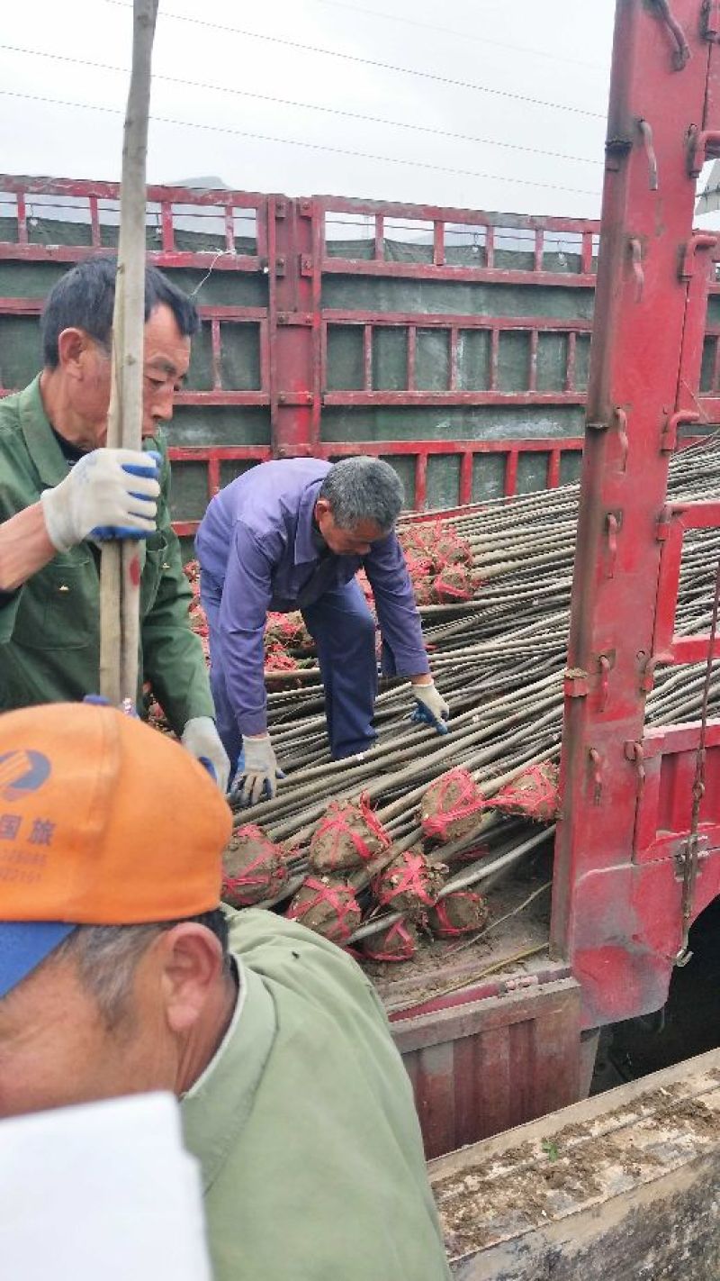 江西精品黄山栾树基地5一20批发，现货长期有效。