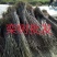 江西精品黄山栾树基地5一20批发，现货长期有效。