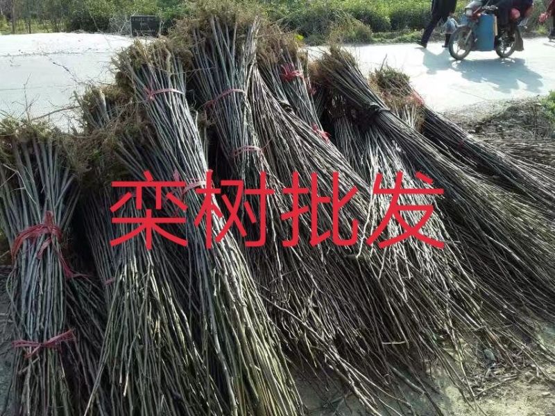 江西精品黄山栾树基地5一20批发，现货长期有效。