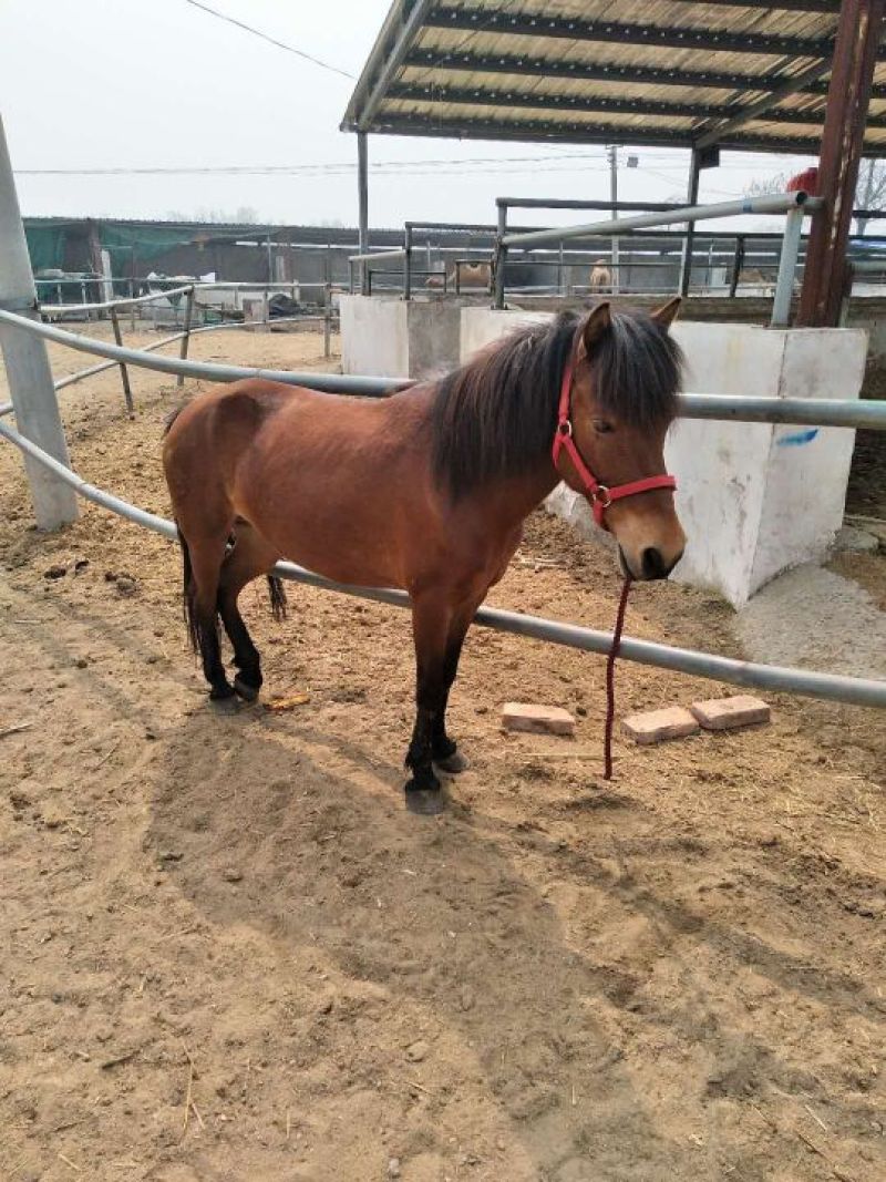 肉马400~500kg