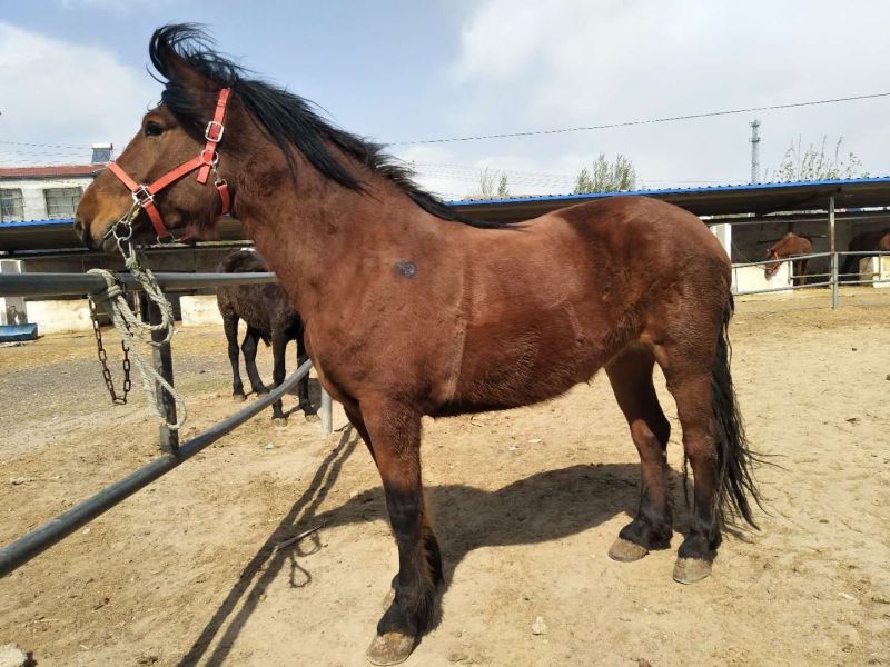 肉马400~500kg