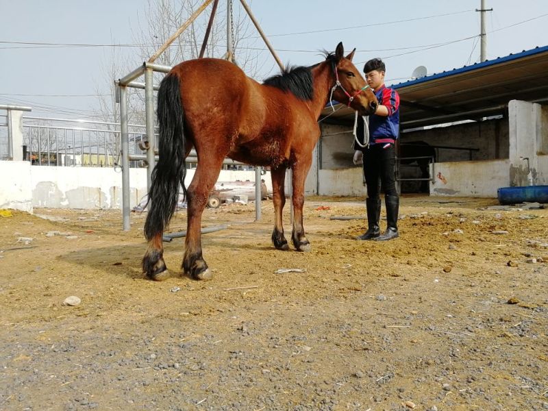 肉马600kg以上