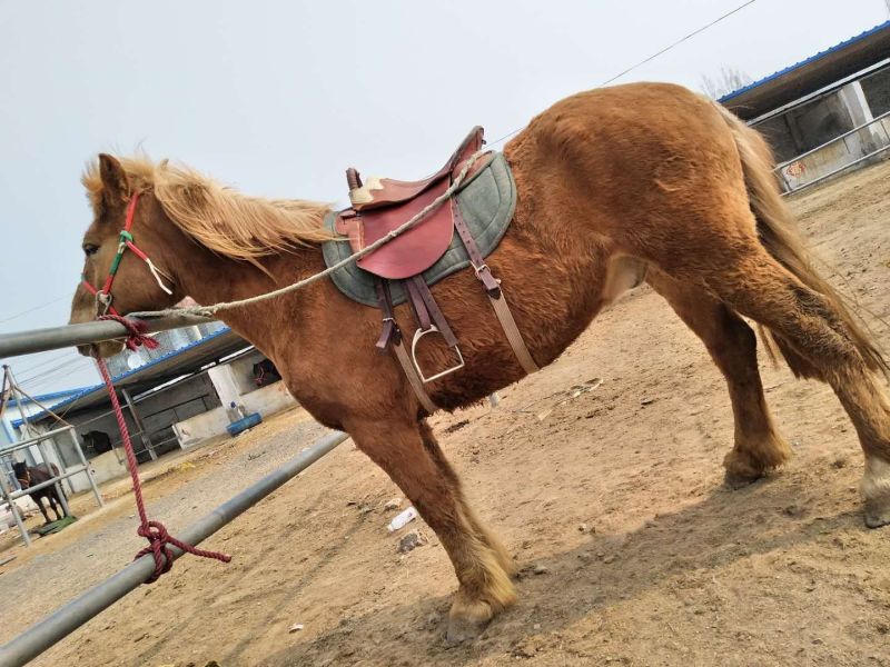 肉马600kg以上