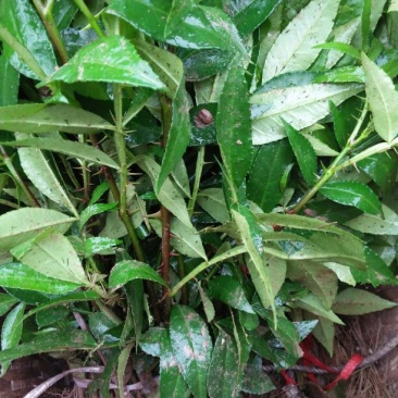 花椒苗1~2年