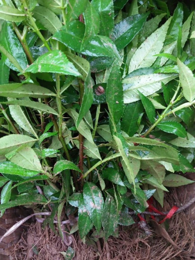 花椒苗1~2年