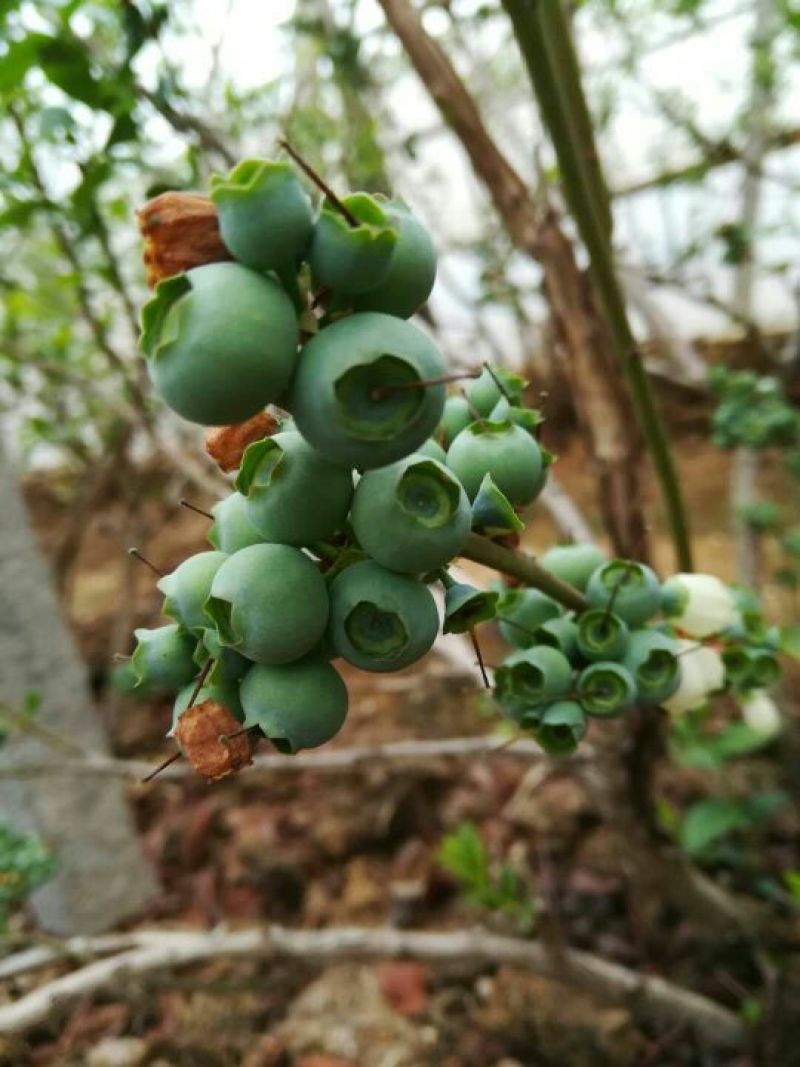 都克蓝莓鲜果12~14mm以上