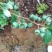 都克蓝莓鲜果12~14mm以上
