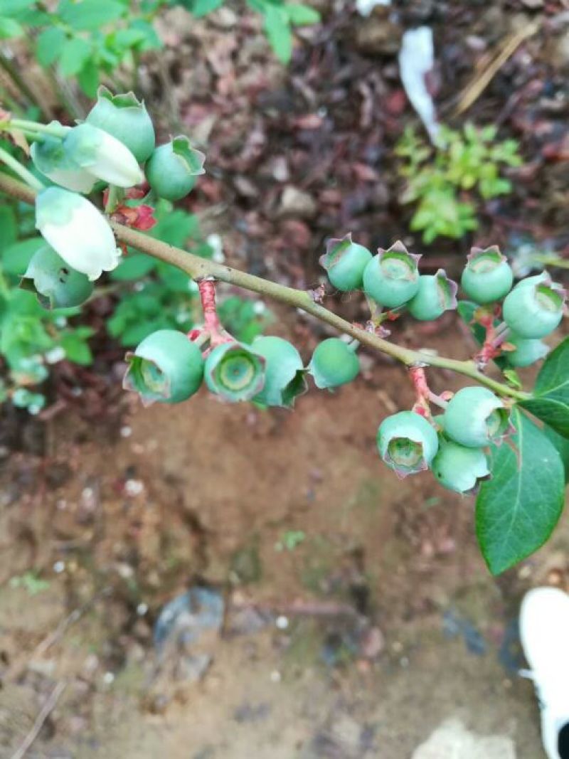 都克蓝莓鲜果12~14mm以上