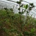 都克蓝莓鲜果12~14mm以上
