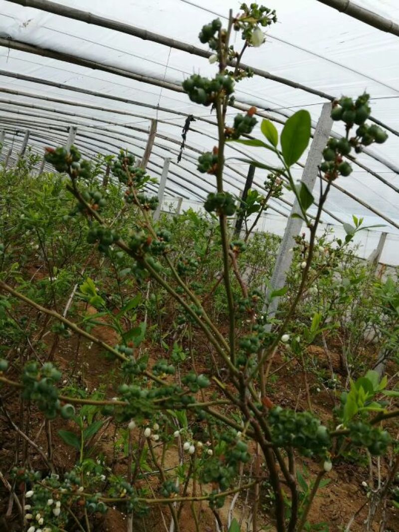 都克蓝莓鲜果12~14mm以上