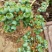 都克蓝莓鲜果12~14mm以上