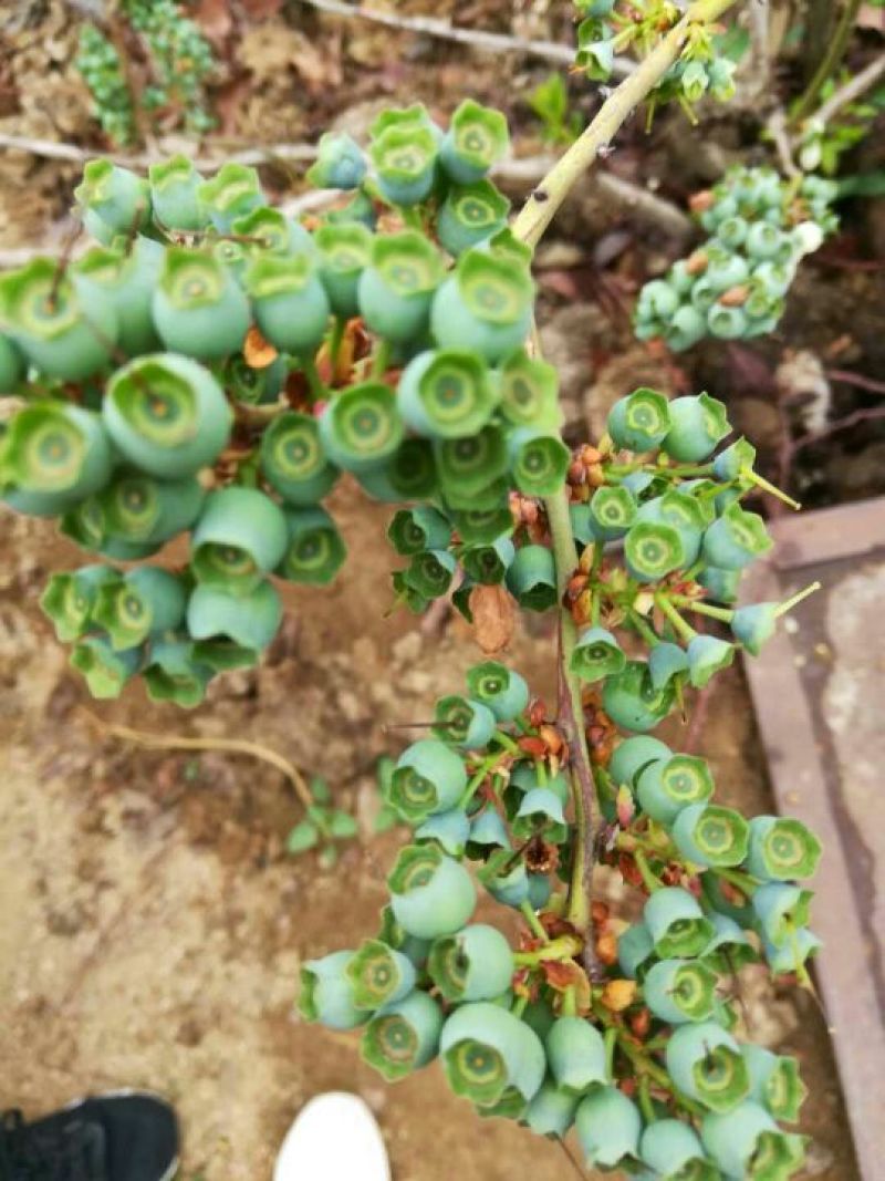 都克蓝莓鲜果12~14mm以上