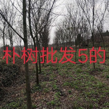 朴树基地1一15公分批发，现货长期有效。