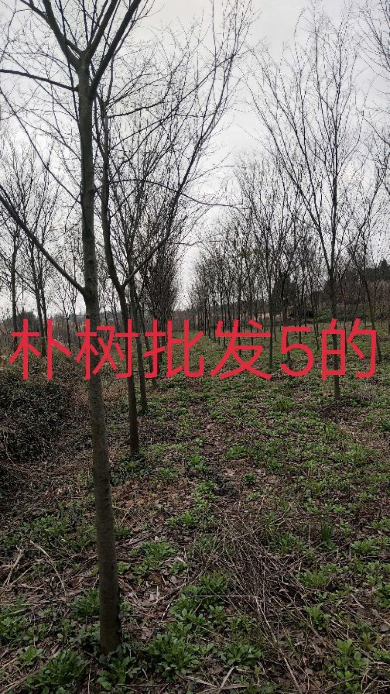 朴树基地1一15公分批发，现货长期有效。