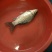 鲫鱼食用