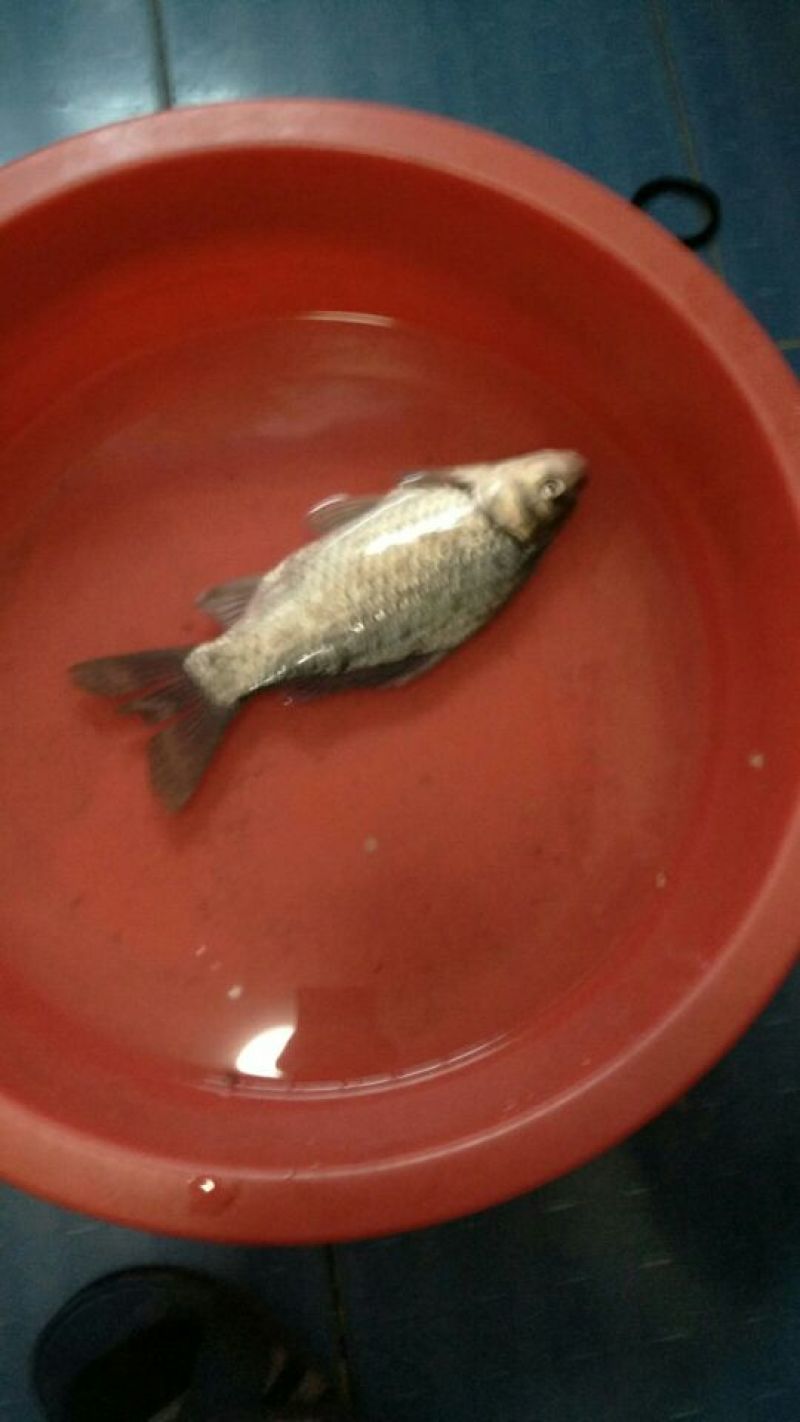 鲫鱼食用
