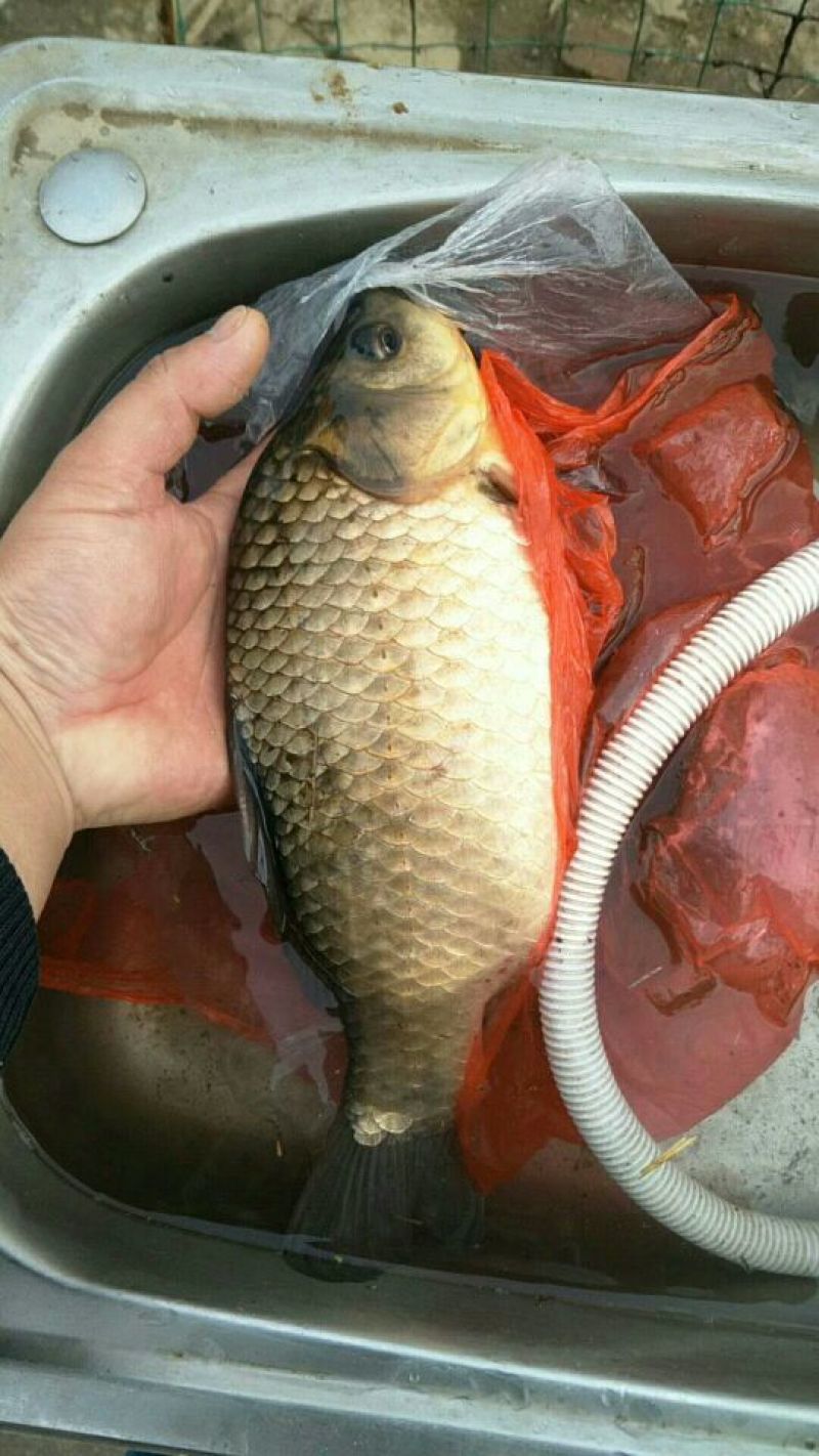 鲫鱼食用