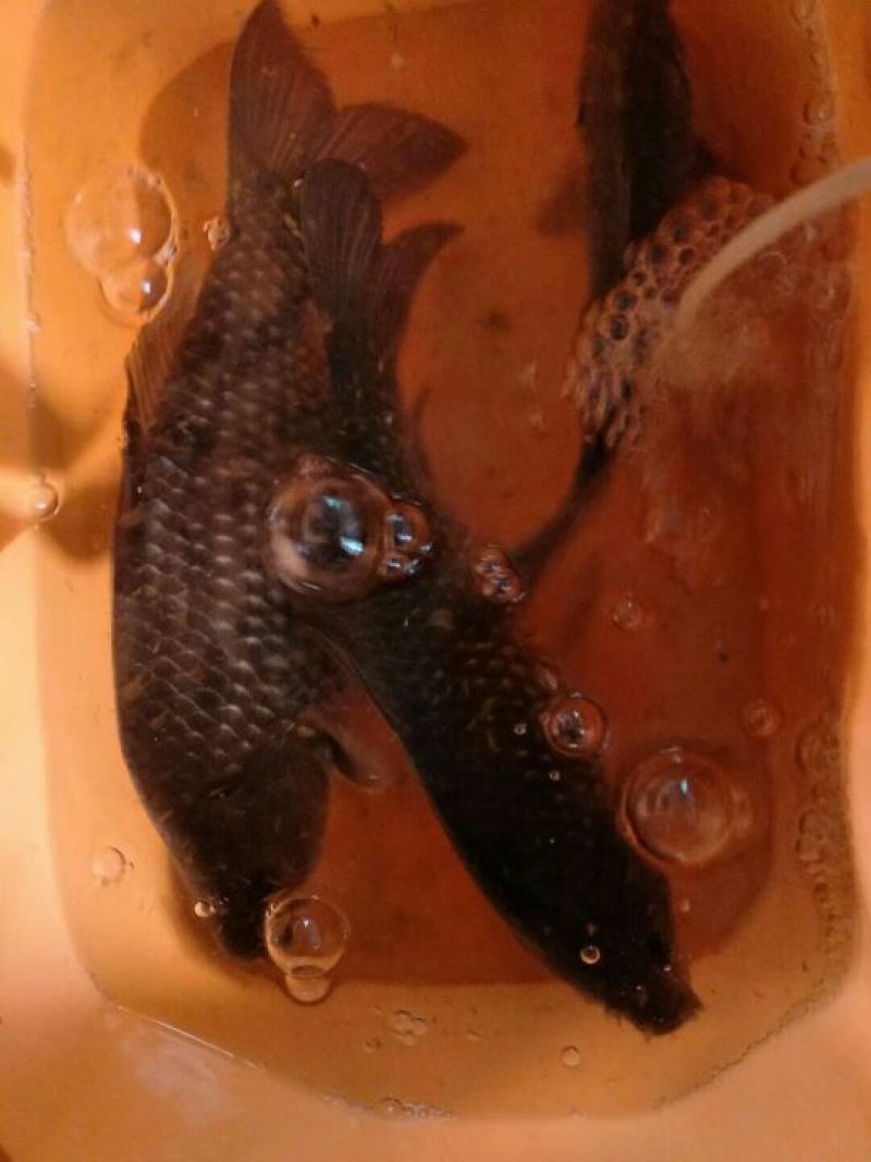鲫鱼食用