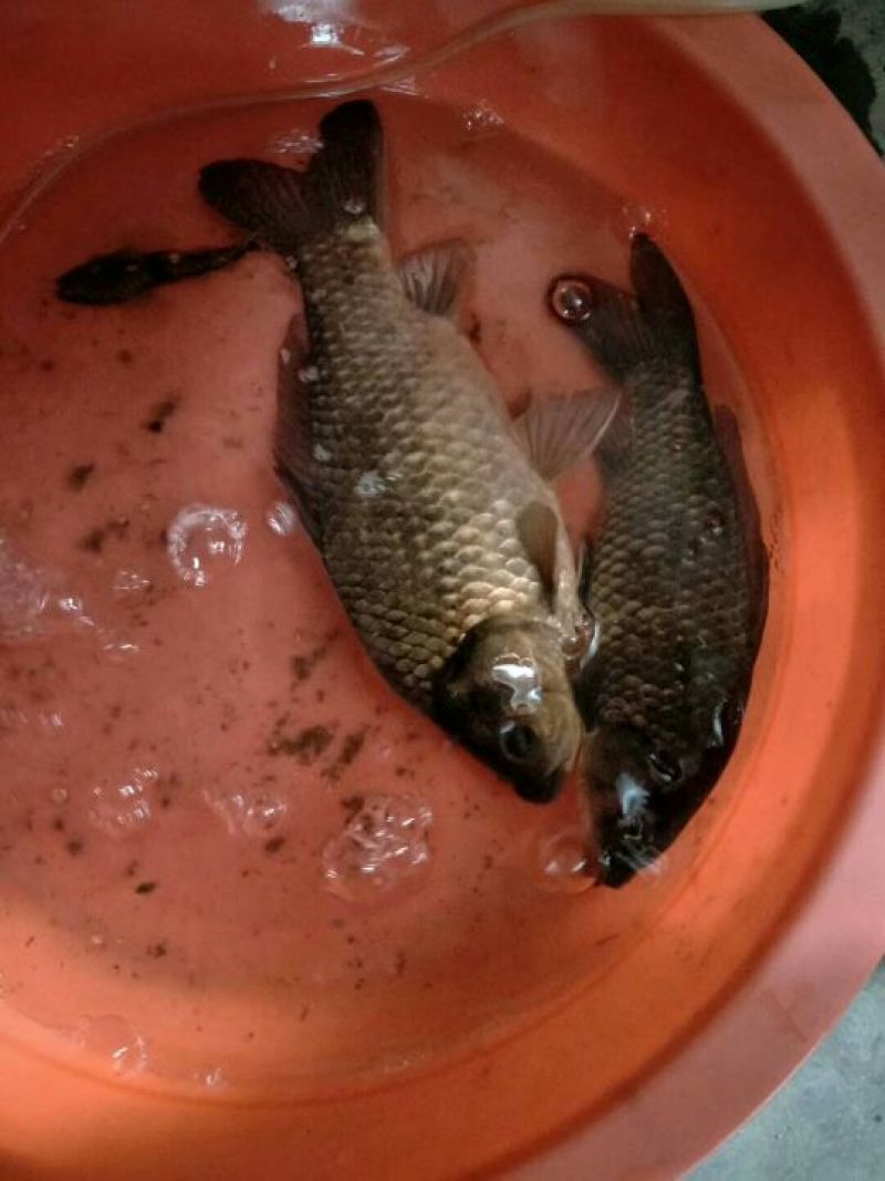 鲫鱼食用
