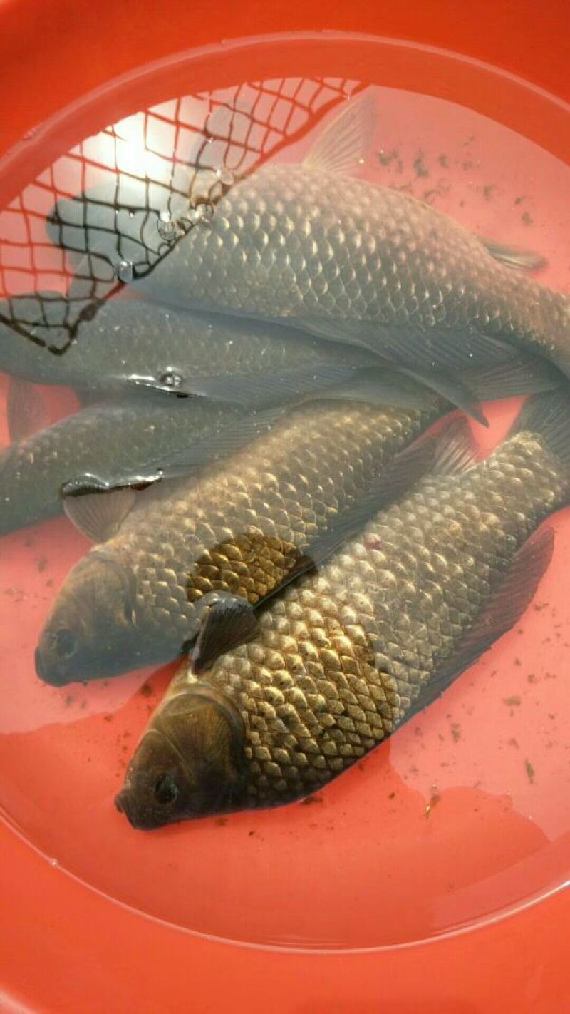 鲫鱼食用
