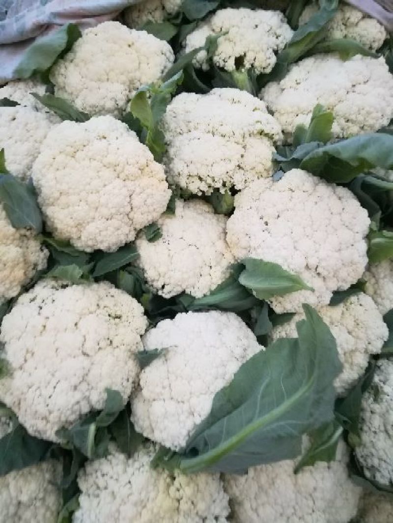 菜花2~3斤散花乳白