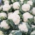 菜花2~3斤散花乳白