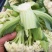 菜花2~3斤散花乳白